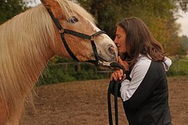 Fotoshooting mit hellbraunem Haflinger mit beiger Mähne