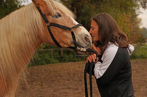 Fotoshoot met lichtbruine Haflinger met beige manen