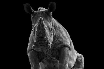 Rhino van Hermann Greiling