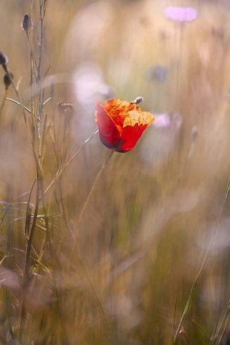  Mohnblume im Kornfeld