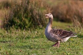 Greylag goose (Anser anser) by Dirk Rüter