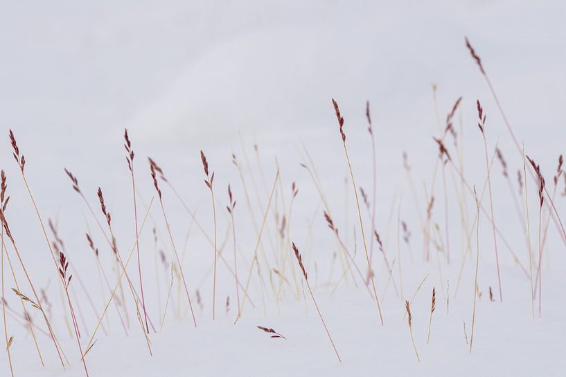 graspluimen in de sneeuw van Ed Klungers