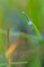 Gras van Robert Wiggers