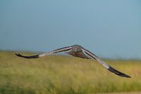 Jagdhabende Kornweihe, männlich