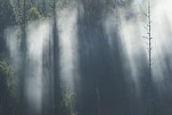 Zonnenstralen breken door de mistige boomkruinen van Mindy Molein thumbnail