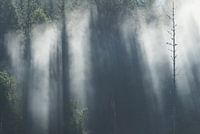 Sunbeams break through the misty tree tops in a Swedish forest.