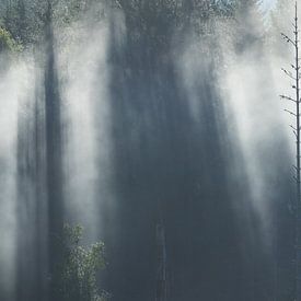 Sonnenstrahlen brechen durch die nebligen Baumkronen von Mindy Molein