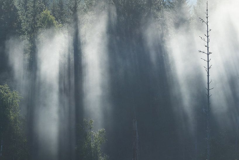 Zonnenstralen breken door de mistige boomkruinen van Mindy Molein