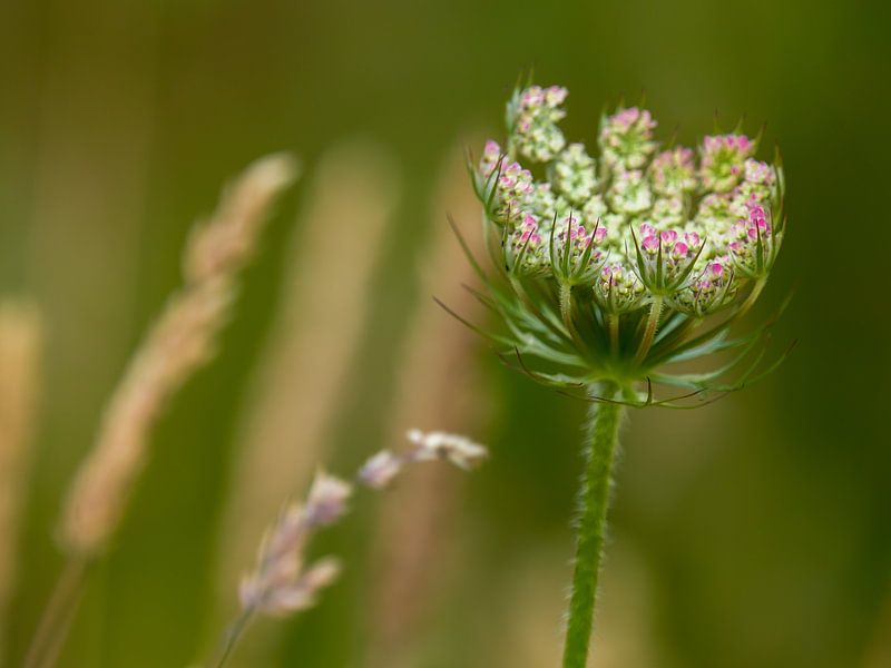 Wild carrot by Tessa Poll