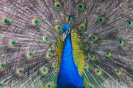 As proud as a peacock, in all its glory. by Margot Hartgers