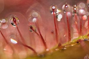 Sundew 3