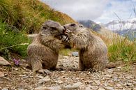 Fair share everything together by Paul Wendels thumbnail