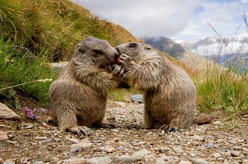 Murmeltiere 