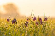 Kievitsbloemen  in een veld tijdens een prachtige lente zonsopkomst met dauwdruppels op het gras. van Sjoerd van der Wal thumbnail