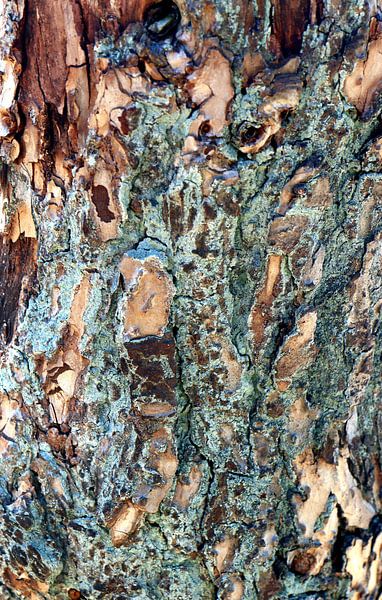 Tree bark by Yvonne Smits