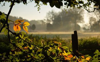 Autumn Leaves