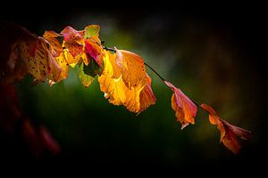 Kleurrijke bladeren van de beuk in het tegenlicht in de herfst van Dieter Walther