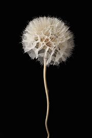 Dried Dandelion by Cees Mooijekind