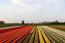 Bulb fields with mill by Floris Trapman