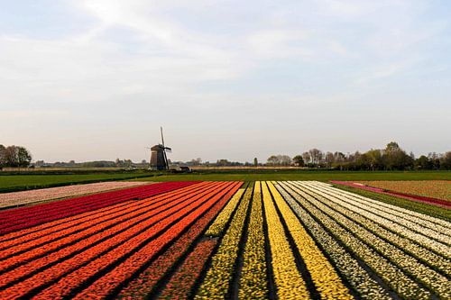 Bulb fields with mill