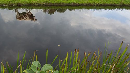 Koe aan de waterkant
