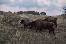 Wisents in Dünen auf der Kraansvlak von Süd-Kennemerland von Jeroen Stel