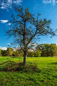 Sommer in Frankfurt Schwanheim