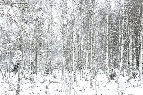 Winters bos met beekje