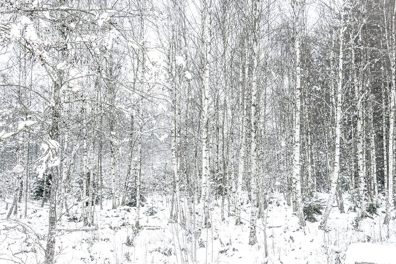 Winter forest with brook by Guido Rooseleer