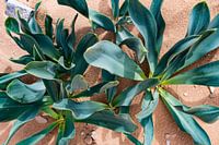 Desert Leaf - Graphic Plant Shapes in Sand