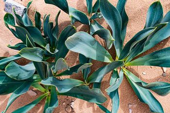 Desert Leaf - Grafische Pflanzenformen im Sand