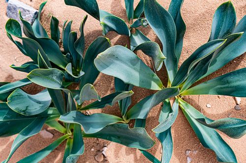 Desert Leaf - Formes végétales graphiques dans le sable sur Delphine Chevalier