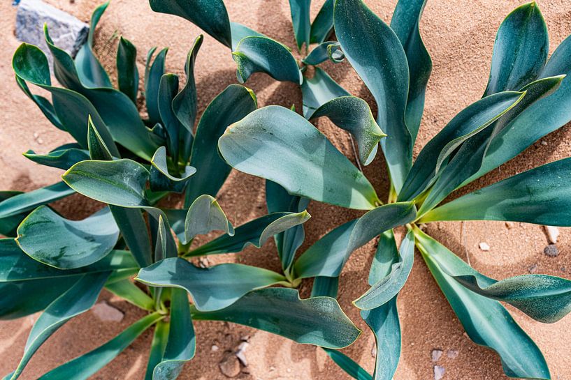 Desert Leaf - Formes végétales graphiques dans le sable par Delphine Chevalier