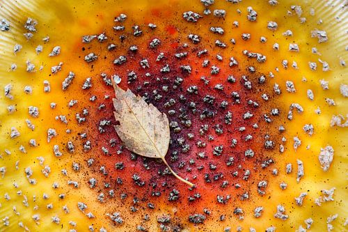 Birkenblatt auf Fliegenpilz