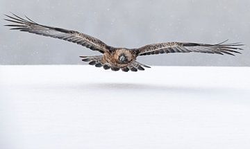 Steenarend, Aquila chrysaetos van Beschermingswerk voor aan uw muur