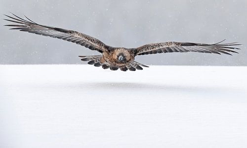 Steinadler, Aquila chrysaetos von Beschermingswerk voor aan uw muur