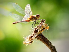 Libelle by Dick Besse