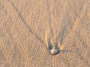 Muschel mit Strukturen im Sand