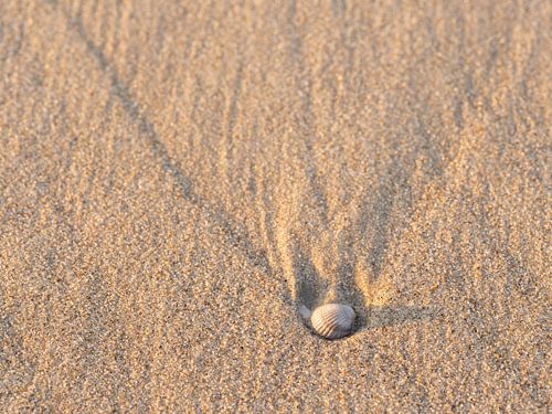 Schelp met structuren in het zand
