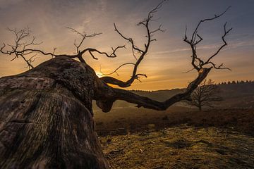 Old tree by Davy Sleijster