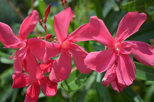 Bloemen in bloei