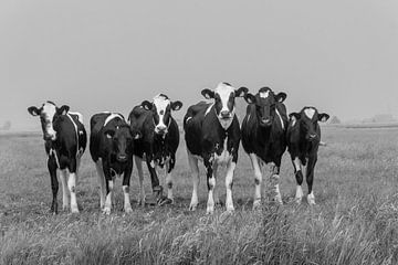 Jonge nieuwsgierige pinken koeien in de wei van Yvonne van Driel