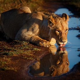 Drinking lion