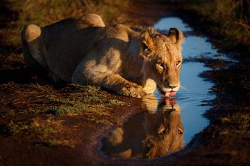Drinking lion by Marijn Heuts