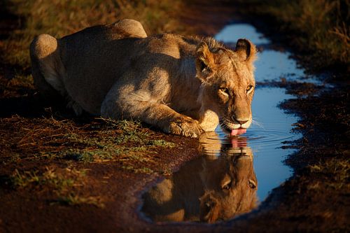 Drinking lion