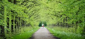 Walk in the green by Erwin Pilon