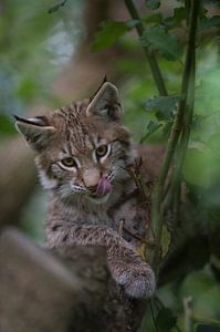Eurasian Lynx, cute cub, kitten van wunderbare Erde