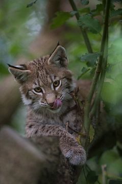 Eurasian Lynx, cute cub, kitten by wunderbare Erde