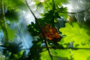 Zweige, Blätter und Bokeh
