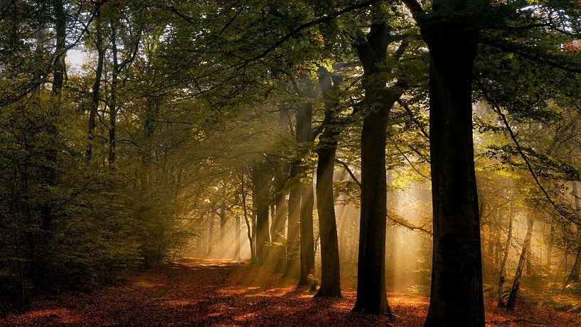 Wald in Gold von Ger vd Broek natuurfotografie